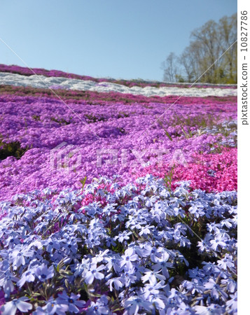 Moss phlox  10827786