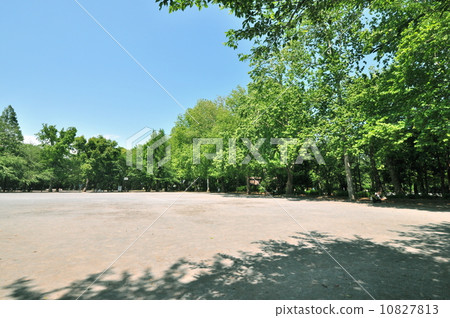 Woodland forest park 10827813