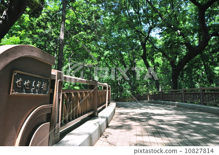 Woodland forest park 10827814
