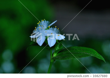 Tokiwa Tsukusa Tokiwa Tsukusa 10827880
