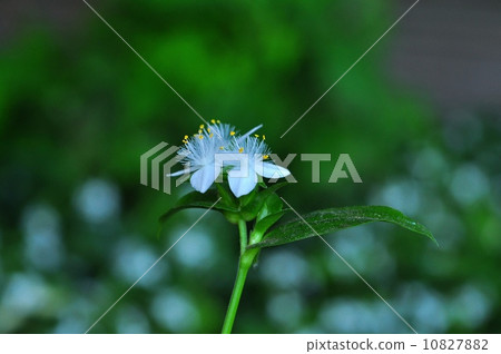 Tokiwa Tsukusa Tokiwa Tsukusa 10827882