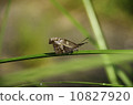 Whitefish Hawk 10827920