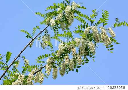 Harienge Harienge 10828056