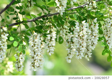 Harienge Harienge 10828057