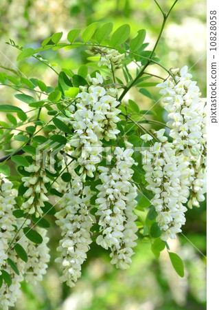 Harienge Harienge 10828058