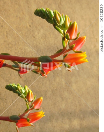 Ekebelia 10828229