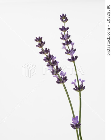 香甜的薰衣草 香甜的薰衣草 10828390