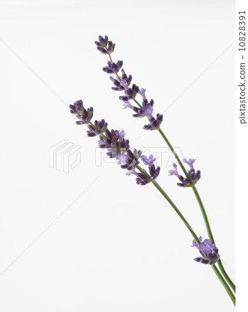 香甜的薰衣草 香甜的薰衣草 10828391