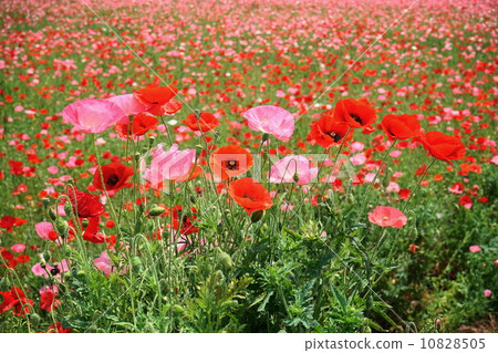 五月花培養皿57 10828505