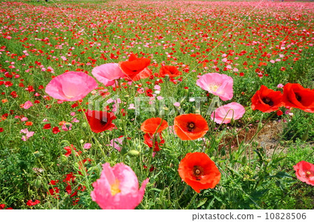 May Flower petri dish 56 May Flower petri dish 56 10828506