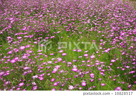 五月花Mugi Senlou / Nadesico家族26 五月花Mugi Senlou / Nadesico家族26 10828517