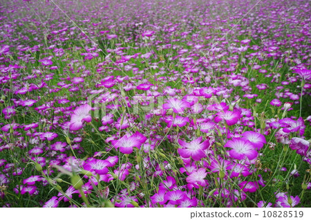 五月花Mugi Senlou / Nadesicoidae 24 五月花Mugi Senlou / Nadesicoidae 24 10828519