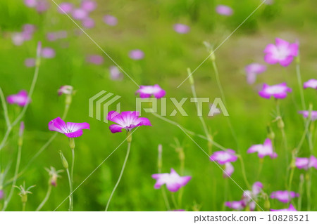 May Flower Mugi senneo·Nadesico家族22 May Flower Mugi senneo·Nadesico家族22 10828521