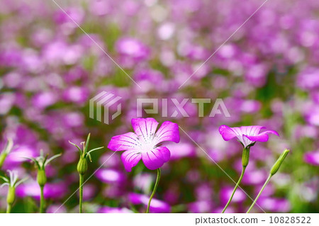 五月花Mugi Senlou / Nadesicoidae 21 五月花Mugi Senlou / Nadesicoidae 21 10828522