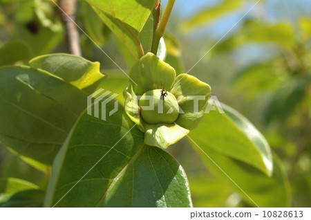 Persimmon nuts 10828613