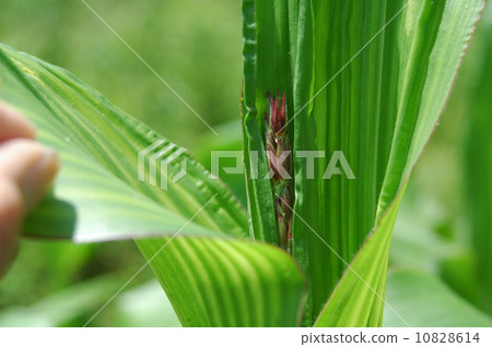 Ears of corn 10828614
