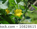 Cucumber flowers 10828615