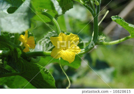 Cucumber flowers Cucumber flowers 10828615