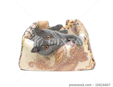 cat (Scottish Straight breed) on white background 10828807