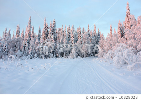 Winter snowy road in forest 10829028
