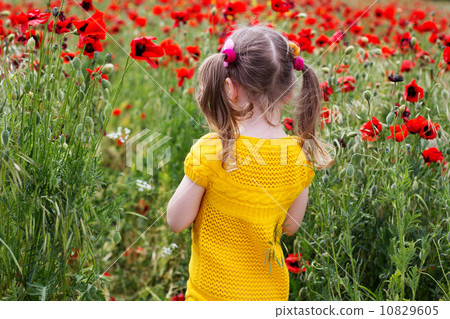 Cute child girl in poppy field 10829605