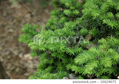 Taxus cuspidata Siebold et Zucc. 10829675