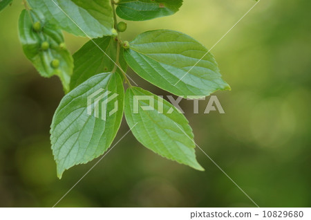 Enoki Celtis sinensis Pers. 10829680