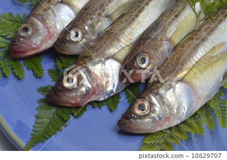 雷魚 雷魚 10829707