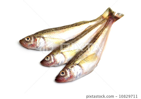 雷魚 雷魚 10829711