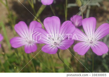 Muginadesico Muginadesico 10830003