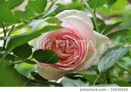 rose rose 10830026