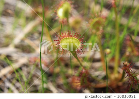 威爾士洋蔥 10830051