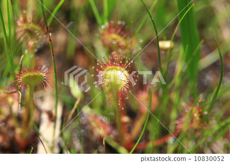 威爾士洋蔥 10830052