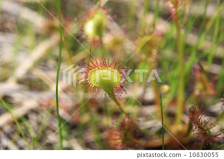 威爾士洋蔥 10830055