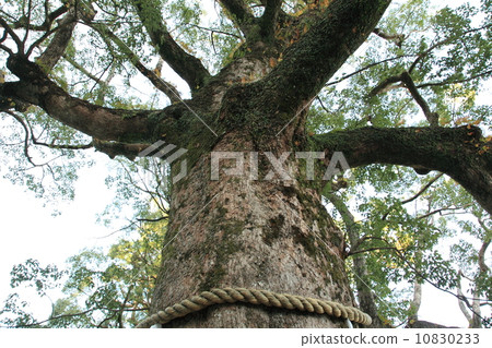 Nachi's waterfall Nachi's waterfall 10830233