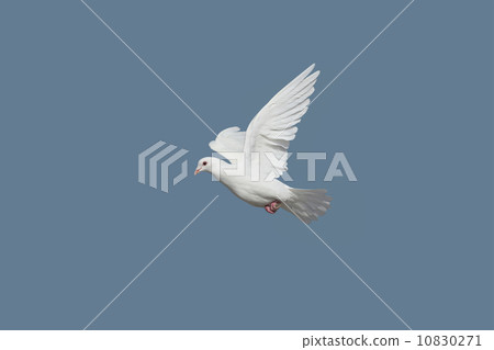  pigeon 10830271