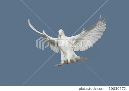 pigeon pigeon 10830272