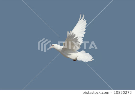  pigeon 10830273