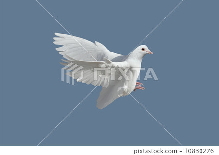 pigeon pigeon 10830276