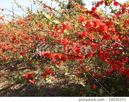 Flower of crumpled 10830355