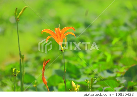 Orange flower of Nokanzou 10830428