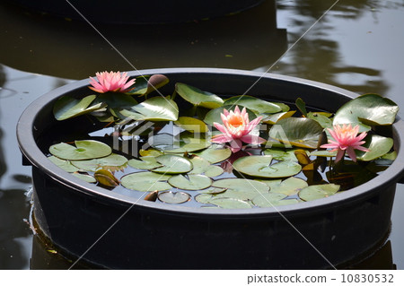 Water lily bowl 10830532