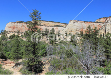 Spring Zion National Park Spring Zion National Park 10830618
