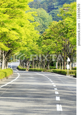 新鮮的綠色和道路 新鮮的綠色和道路 10830670
