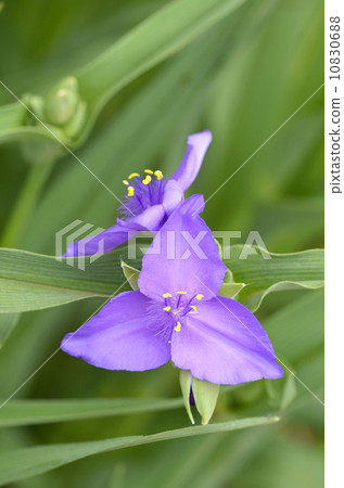 Murasakiyukusa (purple ashes) 10830688