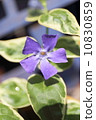 長春花 10830859