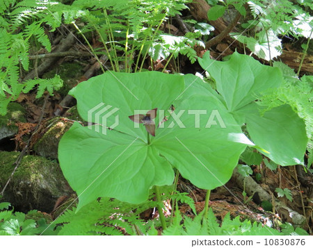 激怒蕎麥麵，老人雜草 10830876