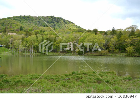 Fresh green lakeside 10830947