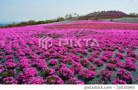 Spring grass cherry hill of Charentacean Plateau Spring grass cherry hill of Charentacean Plateau 10830960