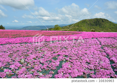 Spring grass cherry hill of Charentacean Plateau Spring grass cherry hill of Charentacean Plateau 10830963